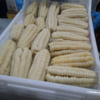Frozen Corn Kernels