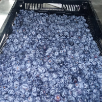 Fresh blueberry
