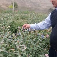 Fresh blueberry