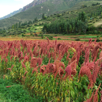 ANDES PERU ALIMENTOS S.A.C.
