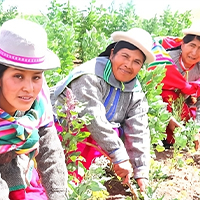 Collaborators harvesting Quinoa