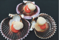 Scallops