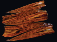 Conger Eel