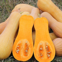 Pumpkins - Buttermut (Curcubita Moschata) 