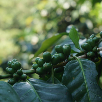 Peruvian Coffe 100% Arabica