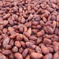  Fairtrade organic cocoa in centralized solar drying