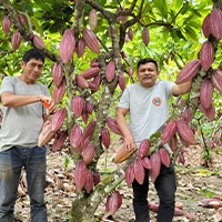 Cocoa harvest
