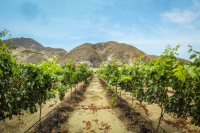 Ica Valley vineyards