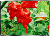 CAROLINA REAPER/Appearance: gnarled and bumpy with a small, sharp tail Heat level: very hot - 5/5