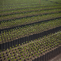 Seedbed and Coffee Nursery