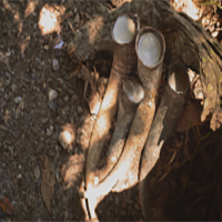 Biodynamic Preparation 501