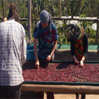 Coffee Harvest