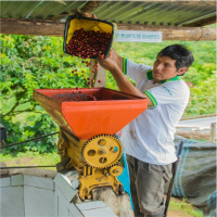 Pulping of Coffee