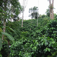 Organic Coffee Plantation