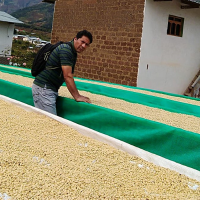 Organic Coffee Drying