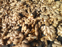 Ginger Root 15kg 