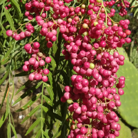 pink pepper essential oil benefits
