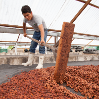 Cocoa bean processing