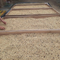 Pakamuro Green Coffee Andino
