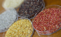 Quinoa Tricolor