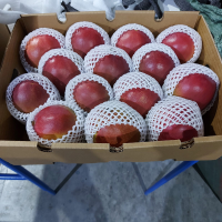 Fresh Mangoes by air (variety Kent)