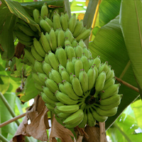 Banana harvesting