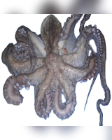 Whole round octopus