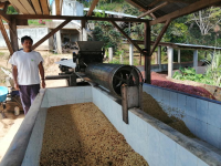 Washed Process Coffee