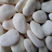 Lima Beans