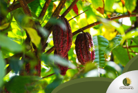 Ecommodities Farmlands
