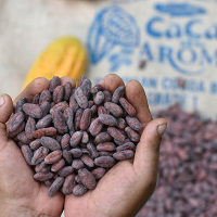 Organic Cocoa Beans 25kg and 64kg