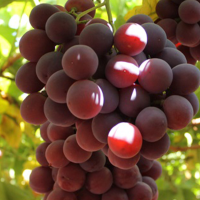 Grape Red Globe