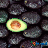 Palta Fresca Variedad Hass