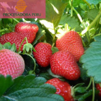 Frozen Strawberries