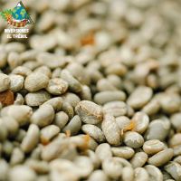 Coffee in Dry Beans without Roasting or Decaffeination