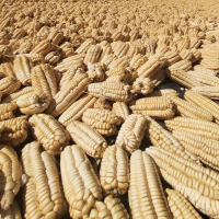 Giant corn in field