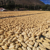 Giant Corn Drying