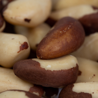 Brazil Nut type Midget