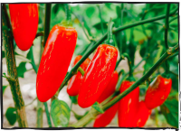 JALAPENO/Appearance: 2.5 - 3 inches long, pod-like Heat level: medium - 2/5