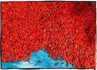 TABASCO/Appearance: thin, tapered, and short at about 2 inches Heat level: hot - 3/5