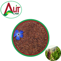 Organic processed red quinoa grains