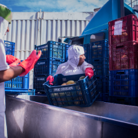  Production of canned pigeon peas