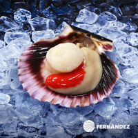 Half shell scallops Fernandez or Khuwa