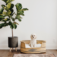 Bed Dulcesueños for Pets