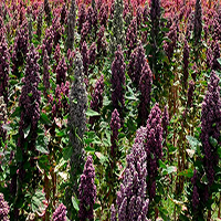Fields of quinoa crops