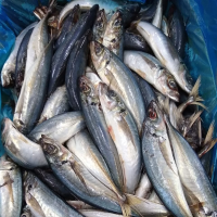 Whole Round Horse Mackerel