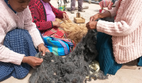 Selecting the alpaca fiber