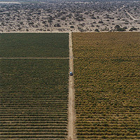 Crop Field 