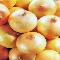 Sweet Yellow Onion in Meshes of 25kg and 23kg