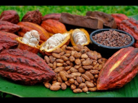 Cocoa